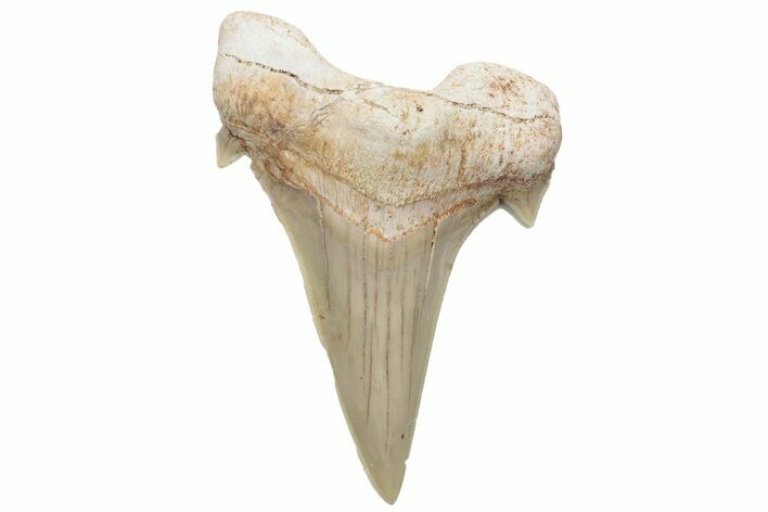 Fossil Shark Tooth (Otodus) - Morocco #226897